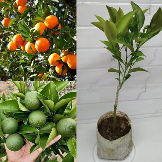 Nagpur Orange Plant/ Dwarf And Hybrid Plants