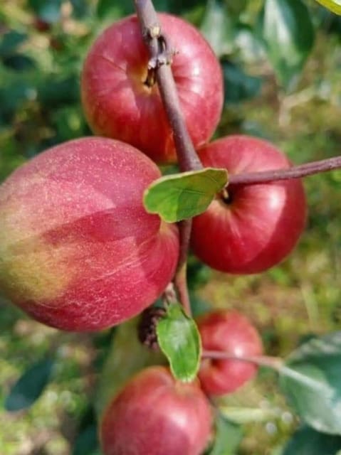 Original Grafted Ber Apple Hybrid Plant