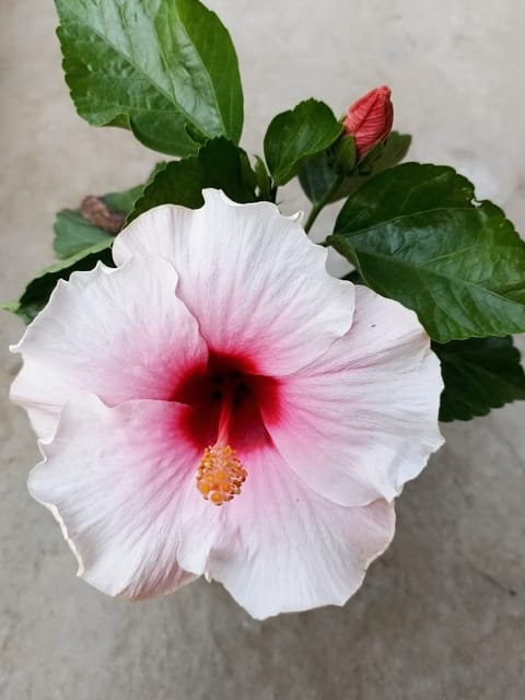 Hibiscus Plant (Hybrid, Pack Of 1)