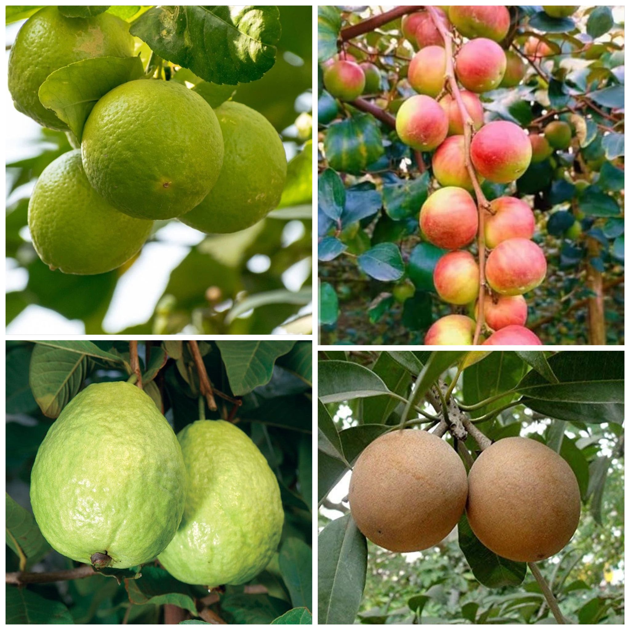 Combo Pack of 4 Plant chiku,guava ,ber apple,malta