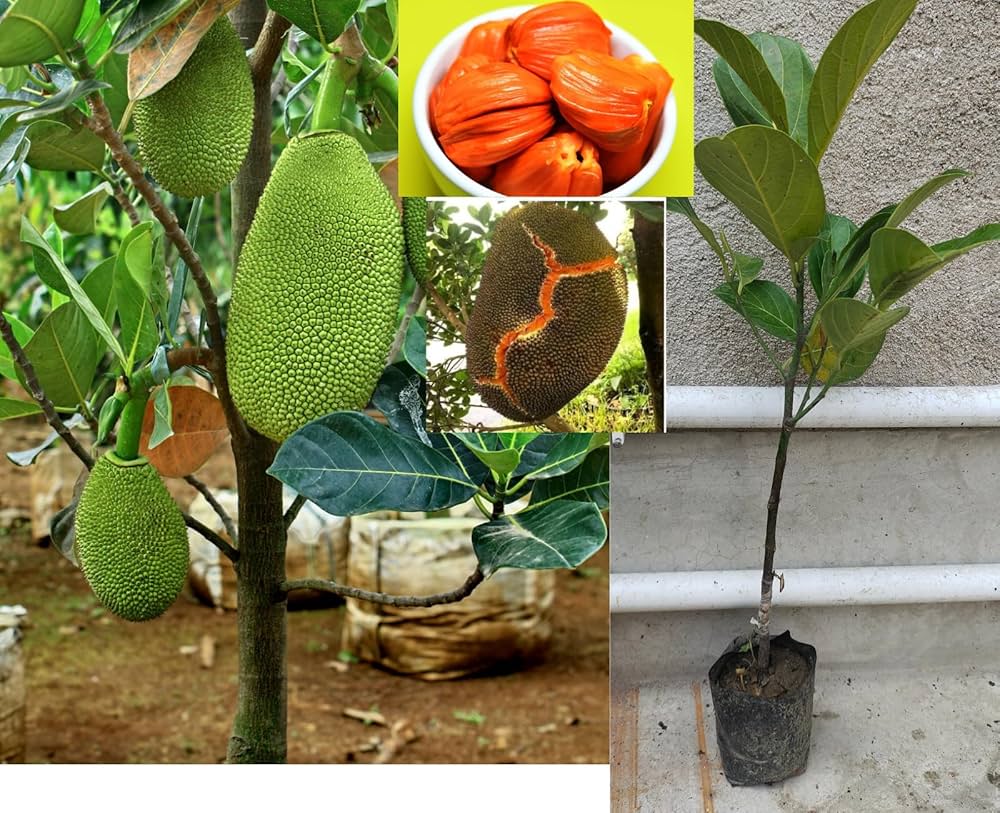 Jack Fruit Plant (Hybrid, Pack Of 1)