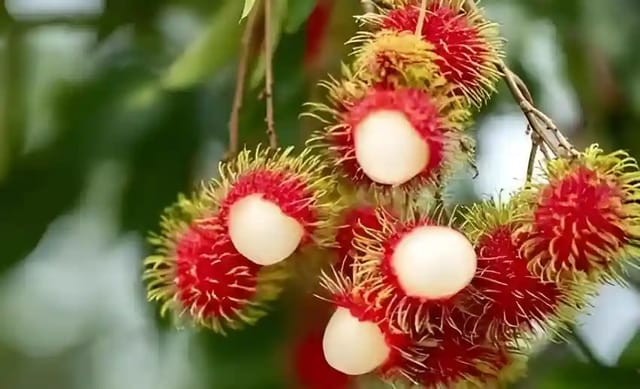 Ram Bhutan Fruit Plant