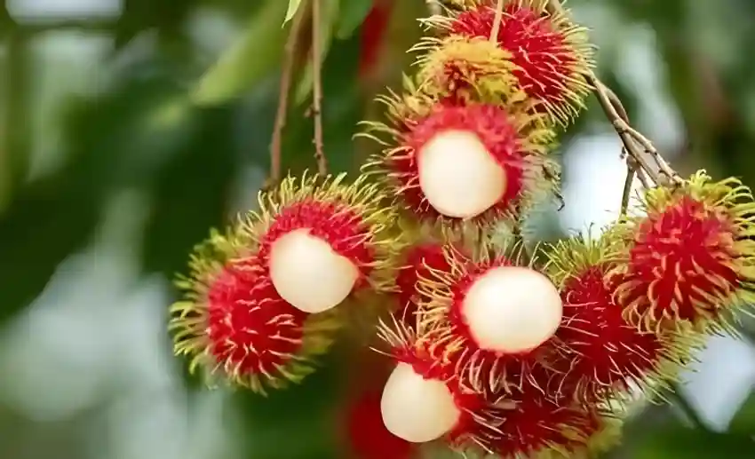 Ram Bhutan Fruit Plant