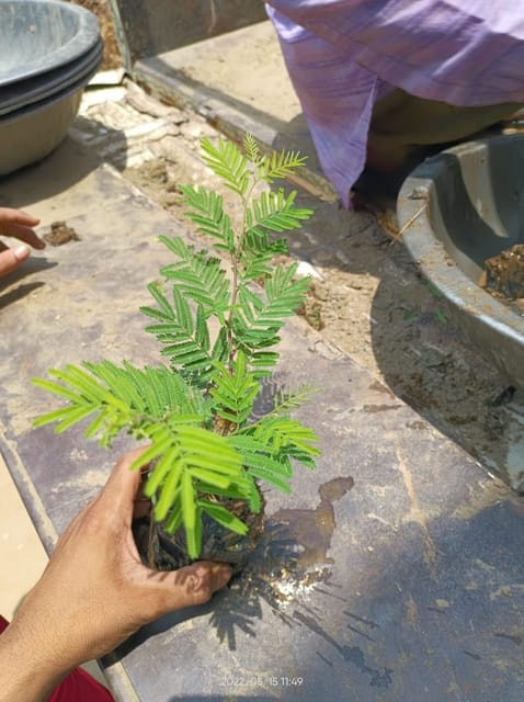 Hybrid Shami (Jand) Plant | For Home Garden Hybrid Shami (Jand) Plant | For Home Garden