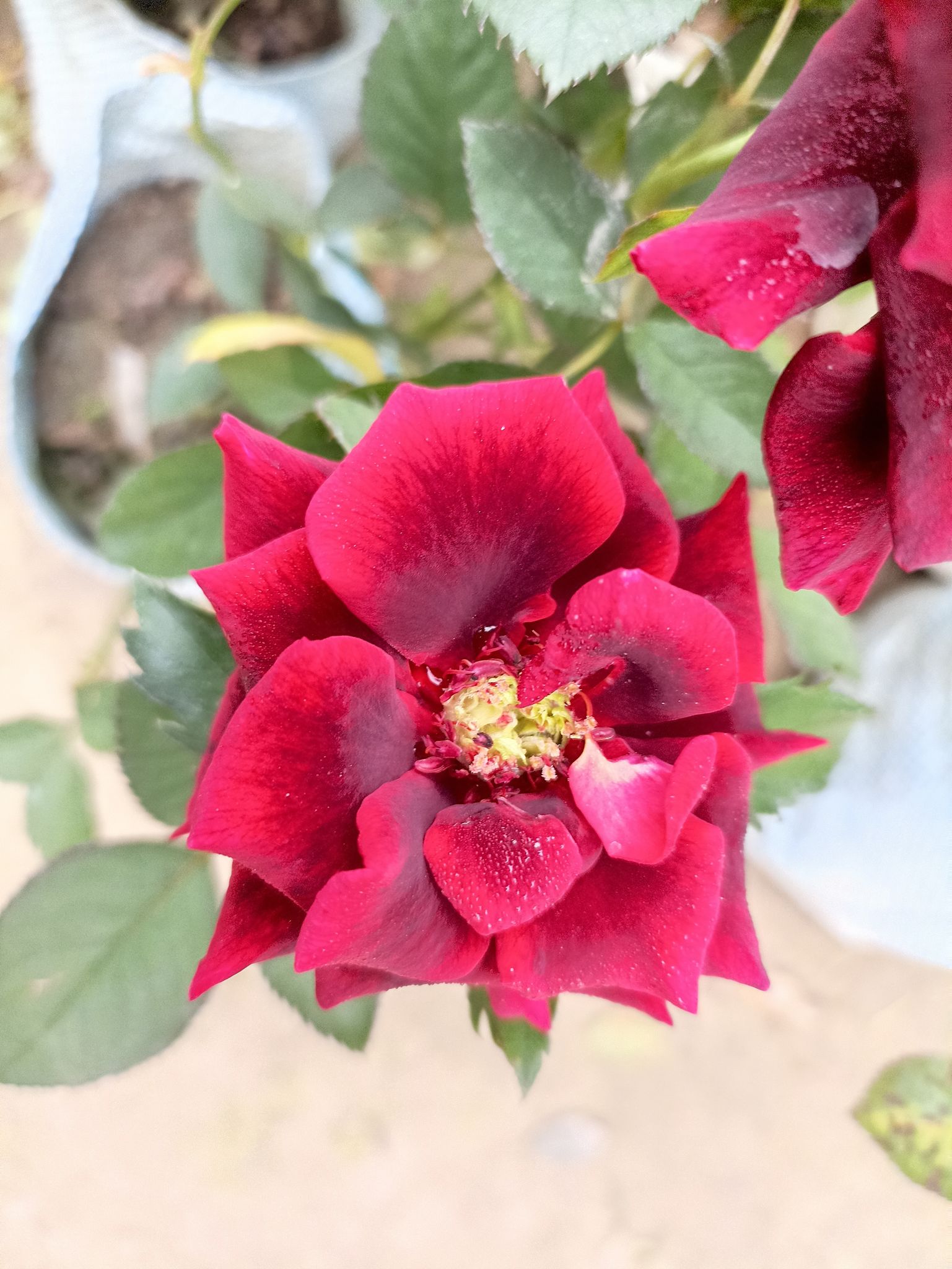 Rose Plant (Hybrid, Pack Of 1)