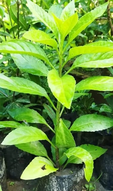 Hybrid Insulin Plant | For Home Garden
