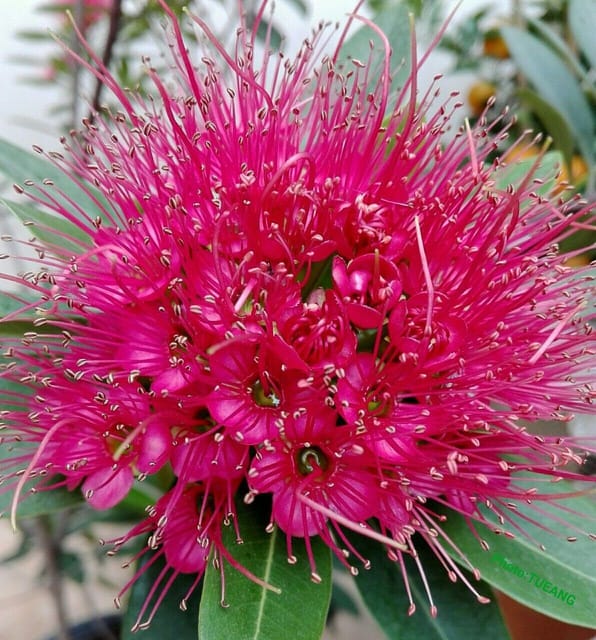 First Love Red Flower Plant (Hybrid, Pack Of 1)