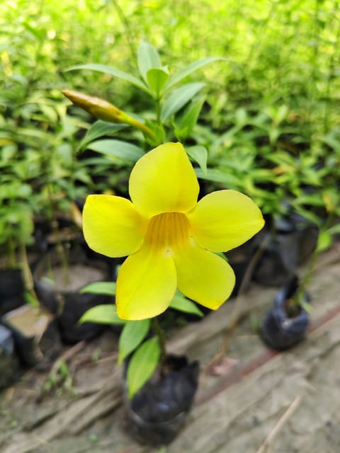 Allamanda Plant (Hybrid, Pack Of 1)