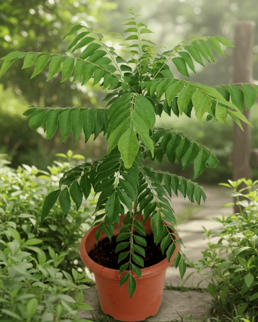 Hybrid Curry Leaf Plant | For Home Garden