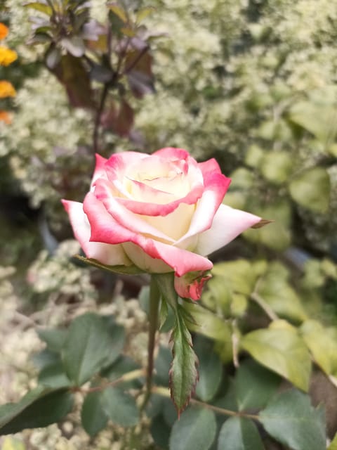 Rose Plant (Hybrid, Pack Of 1)