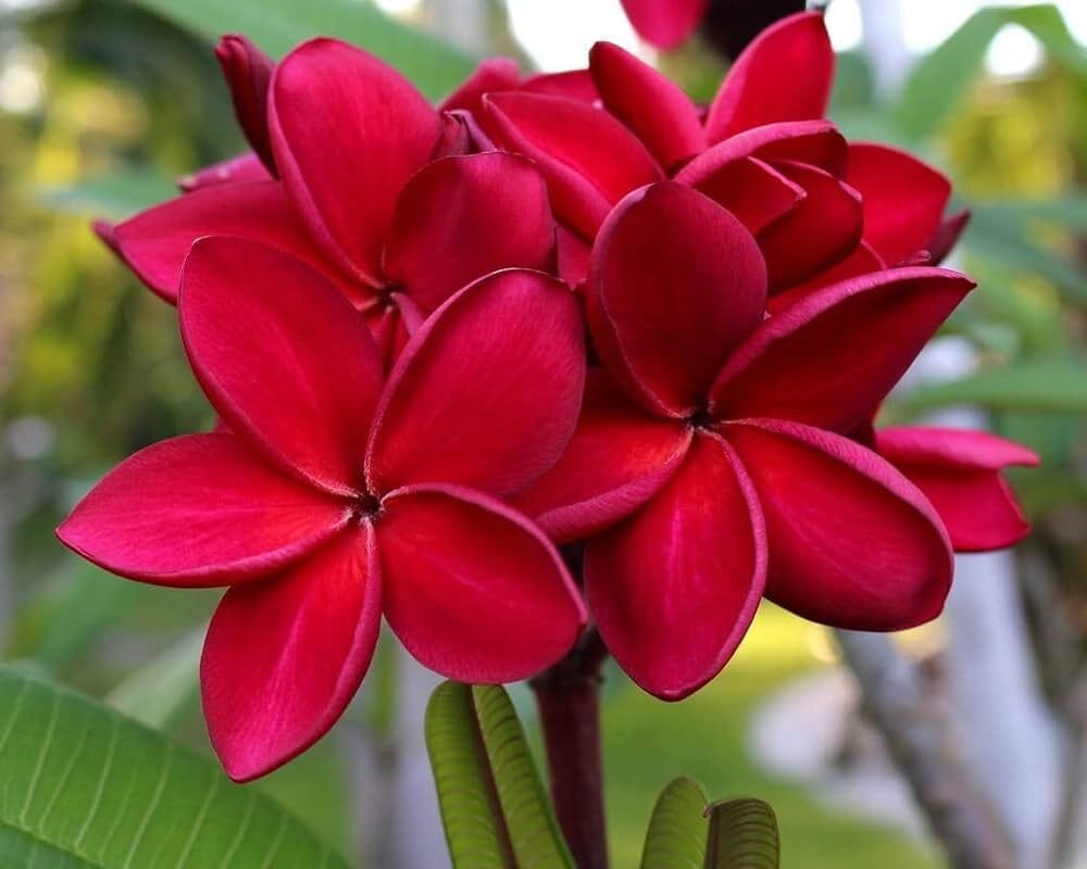 Plumeria Plant (Hybrid, Pack Of 1)