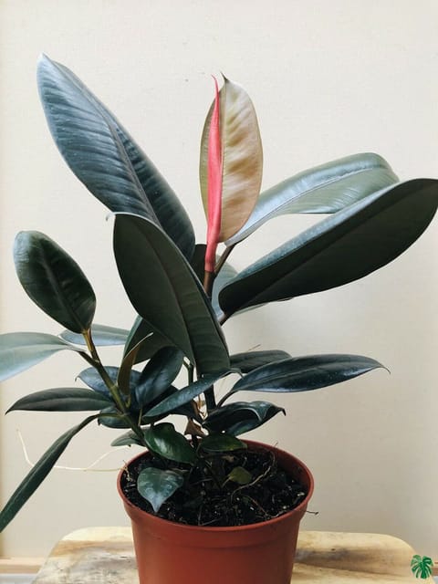 Red Banyan (Rubber) Plant