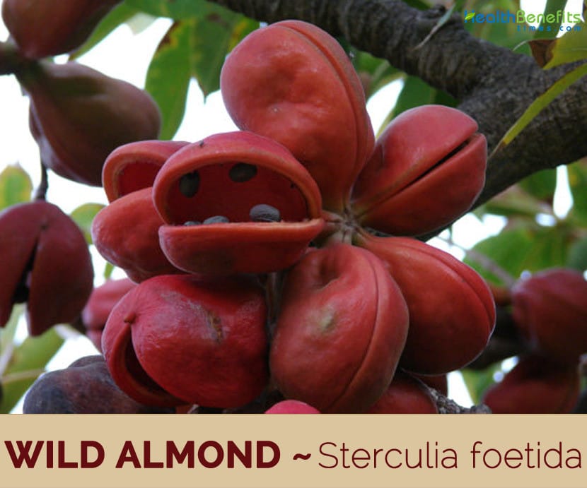 Almond Plant (Hybrid, Pack Of 1)