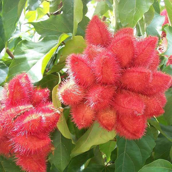 Sindur Plant Red Color