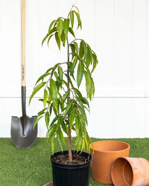 Ashok Plant (Hybrid, Pack Of 1)