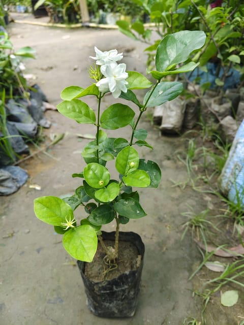 Hybrid Jasmine Plant | For Home Garden