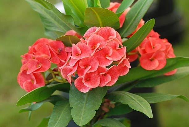 Euphorbia Plant (Hybrid, Pack Of 1)