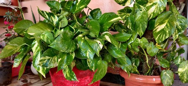 Variegated Money Plants For Your Home And Garden Area