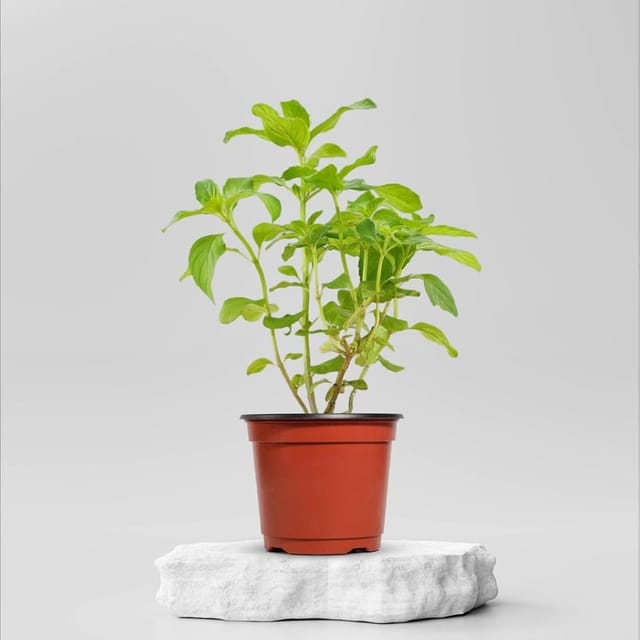 Ram Basil/ Tulsi Plant