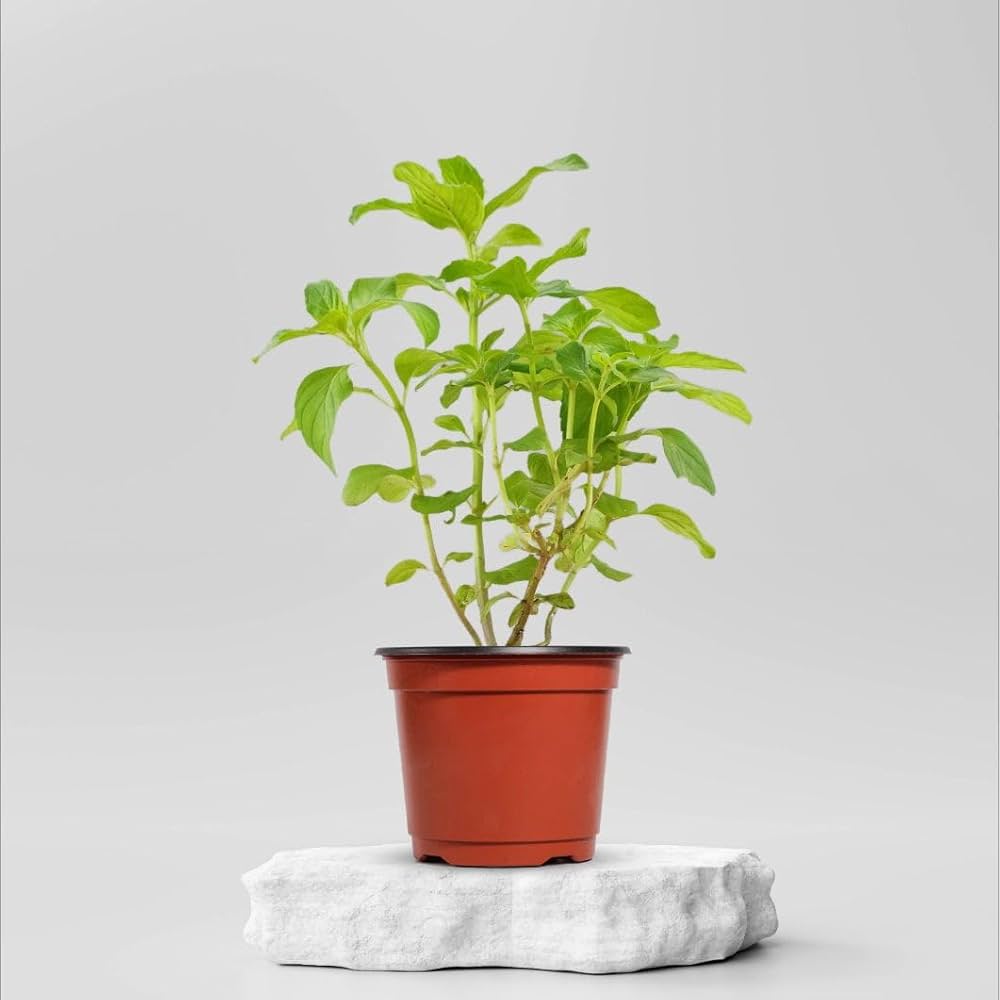 Ram Basil/ Tulsi Plant
