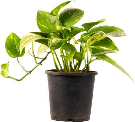 Money Plant (Hybrid, Pack Of 1)