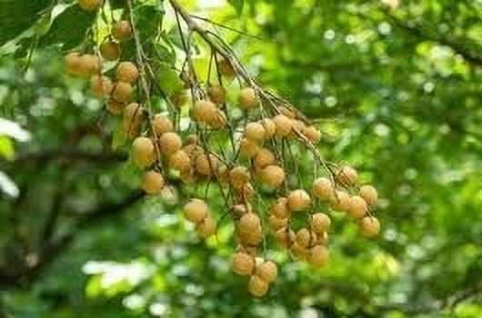 Lonicera Japonica (Hybrid, Pack Of 1)