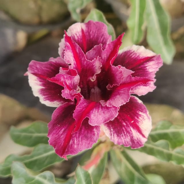 Adenium Grafted Flower Plant