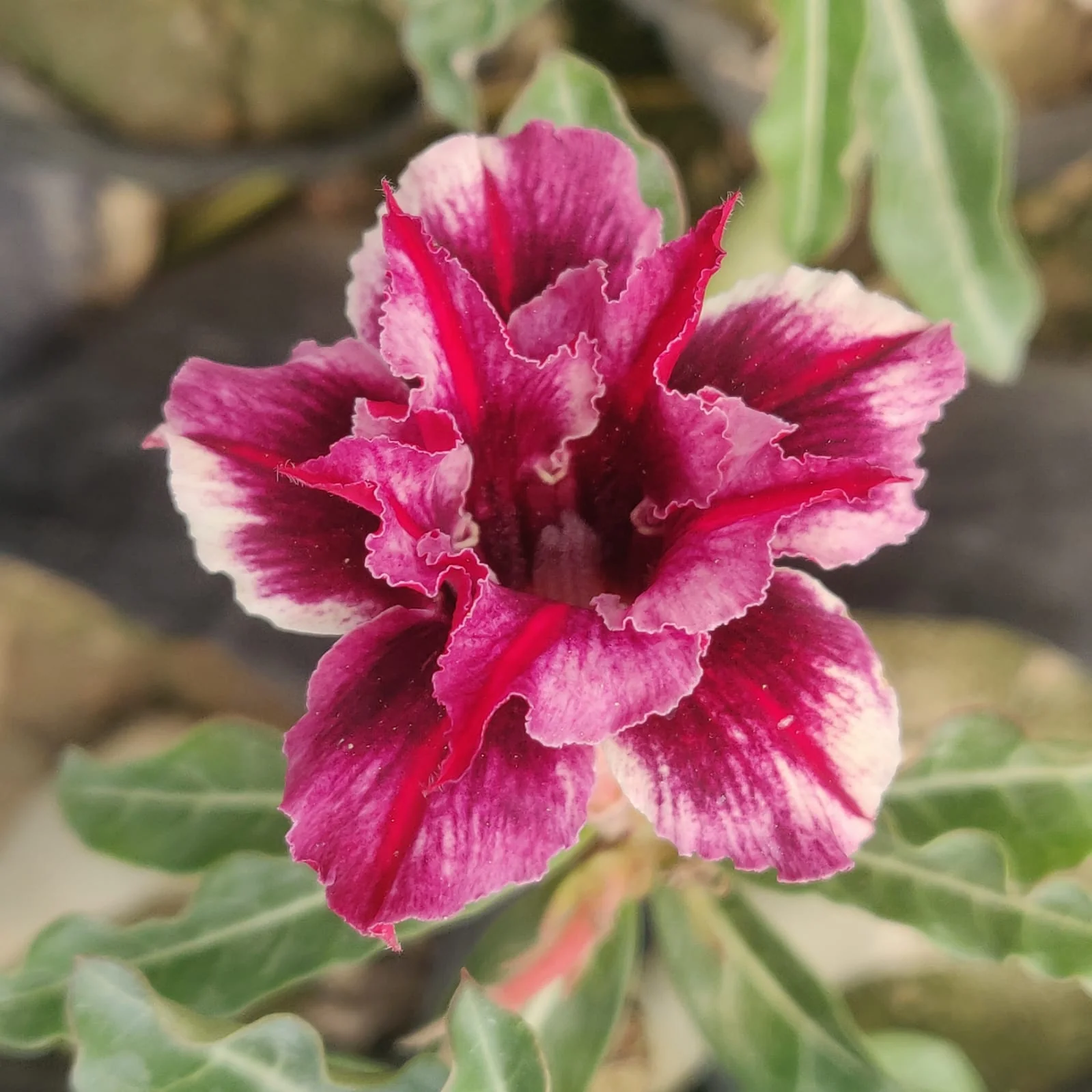 Adenium Grafted Flower Plant
