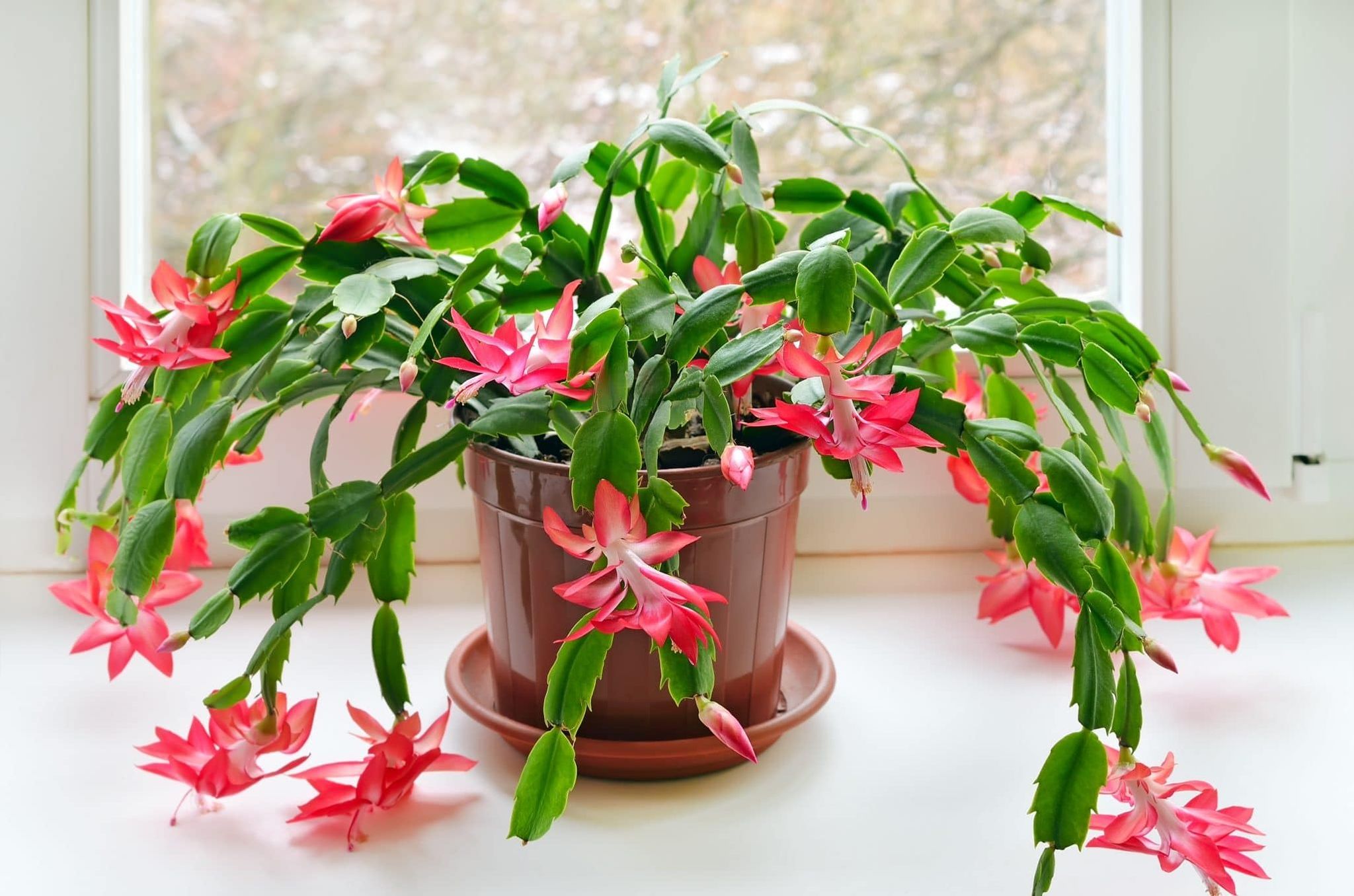 Christmas Cactus Plant For Your Home And Garden Area