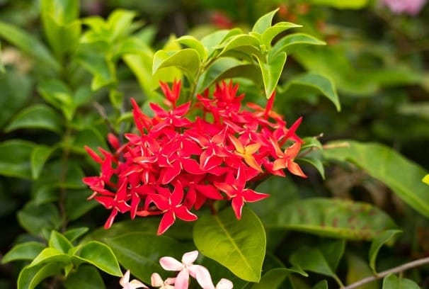 Ixora Mini Red Flowering Plant (Hybrid, Pack Of 1)