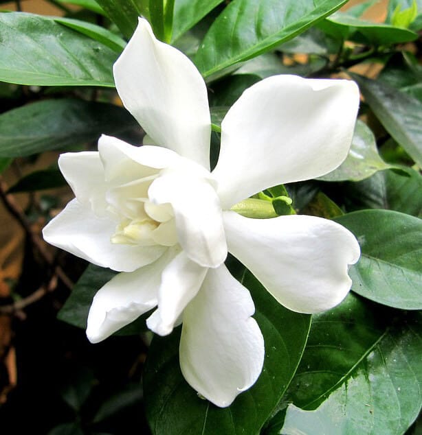 Tuberose/ Rajnigandha Plant (Hybrid, Pack Of 1)