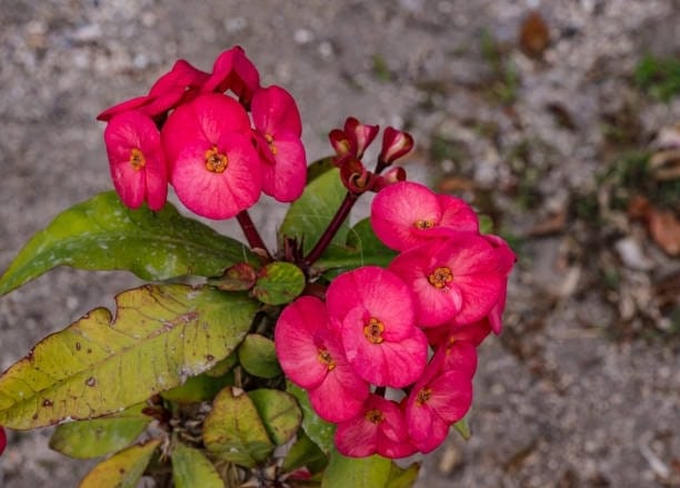 Euphorbia Plant (Hybrid, Pack Of 1)