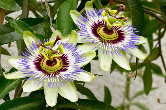 Passion Plant (Hybrid, Pack Of 1)