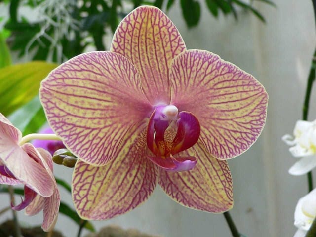 Orchid Plant (Hybrid, Pack Of 1)