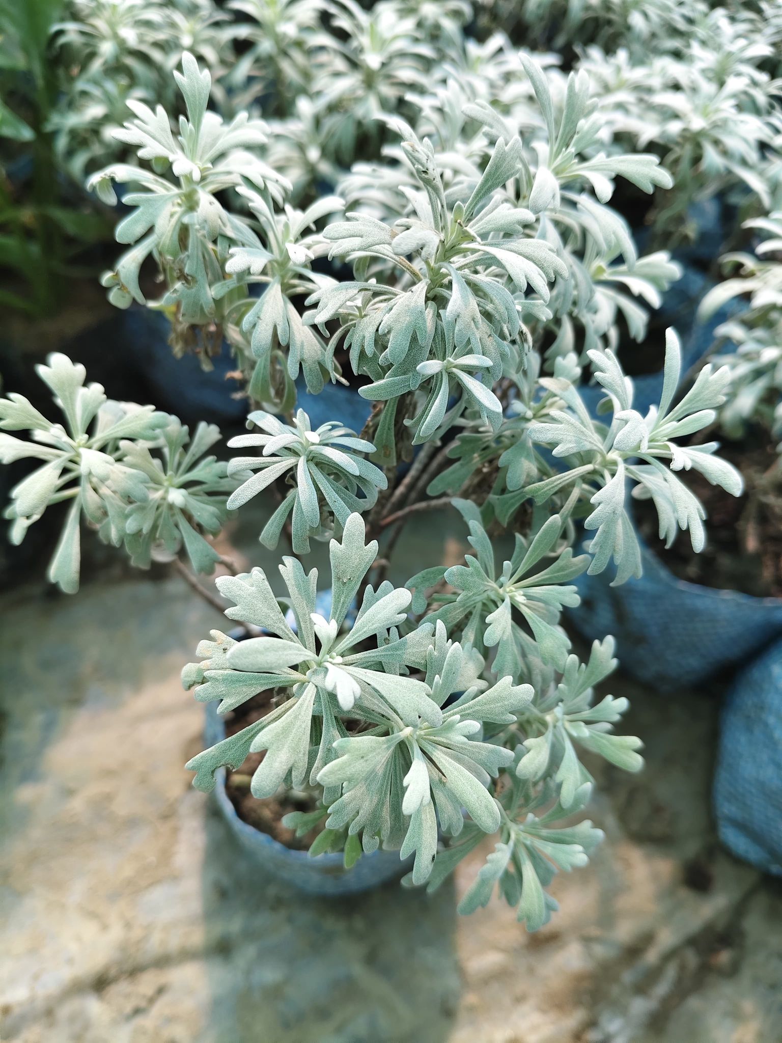 Aralia Plant Snow (Hybrid)