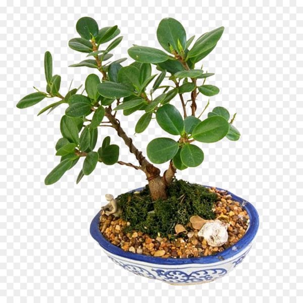 Chinna Bot Plant For Your Home And Garden Area