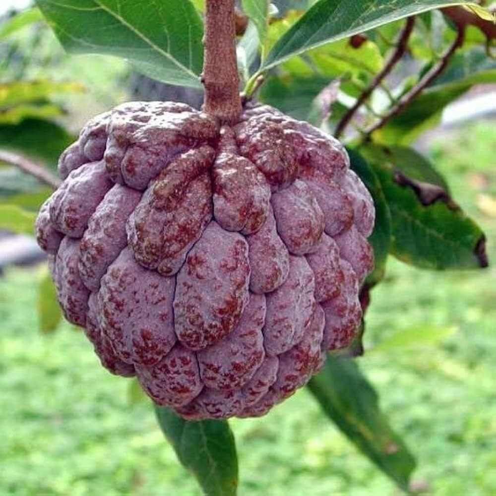 Custard Apple Plant (Hybrid, Pack Of 1)