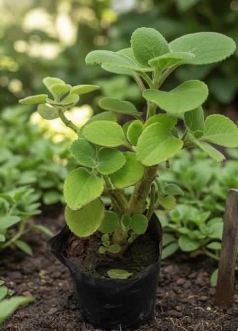 Ajwain Plant (Hybrid, Pack Of 1)