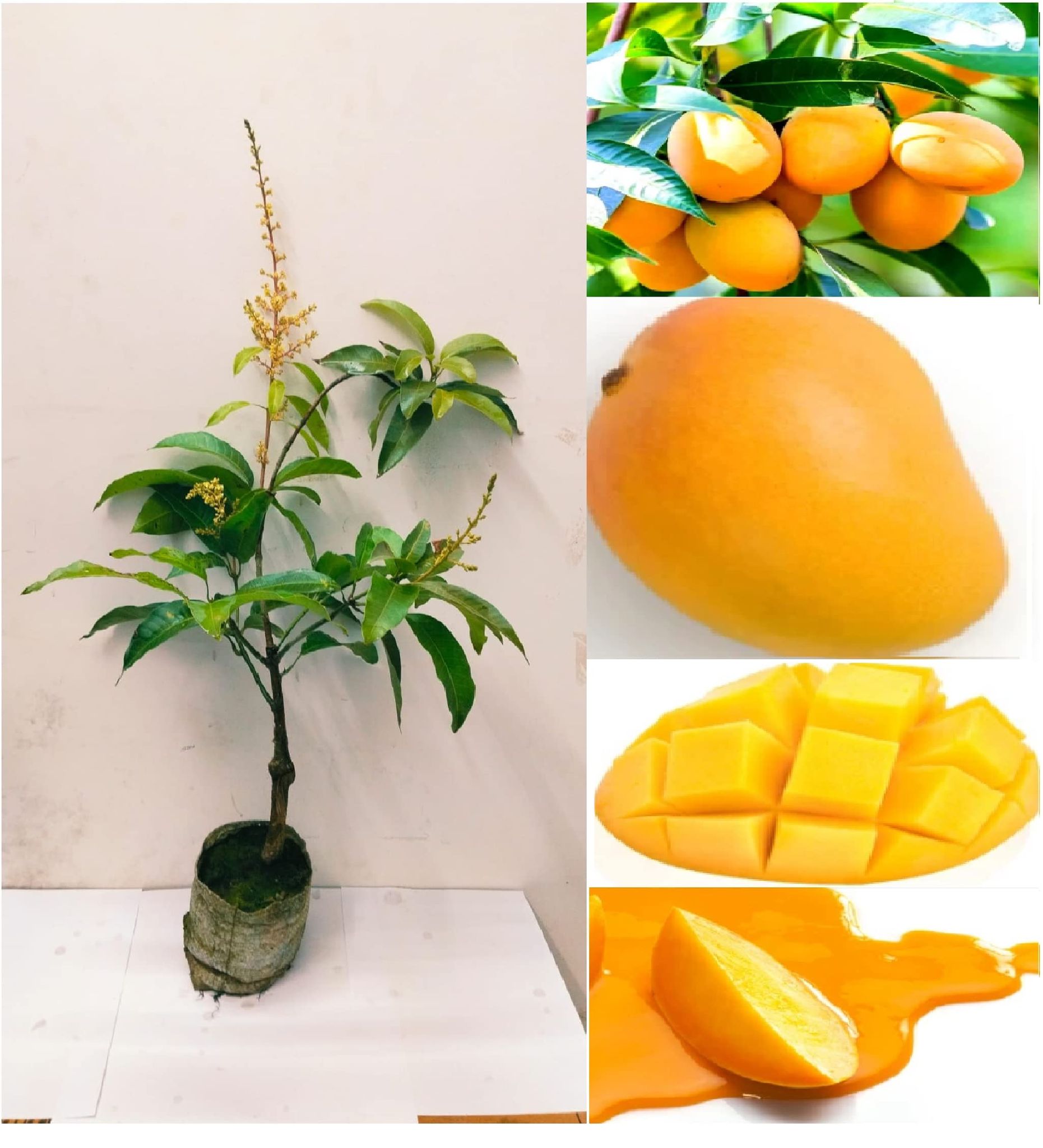 Grafted Thai All Time Baramasi Mango Plant | Fruit Tree