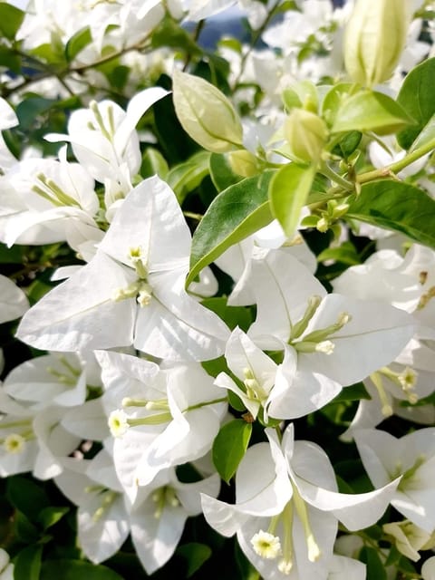 Eva White Bougainvillea Fower Plant