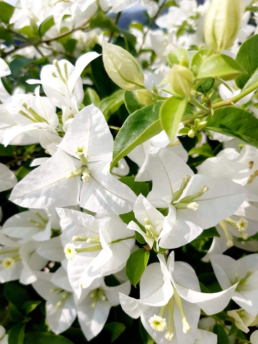 Eva White Bougainvillea Fower Plant