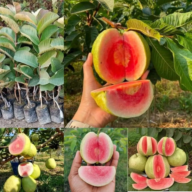 Taiwan Pink Guava Plant All Time Fruit