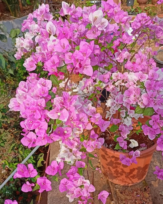 Splash Bougainvillea Fower Plant