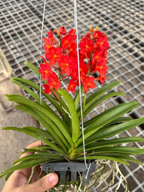 Orchid Plant (Hybrid, Pack Of 1)