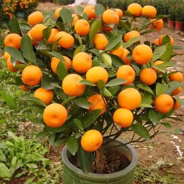 Dwarf and Hybrid Kamla Orange Plant | For Home Garden