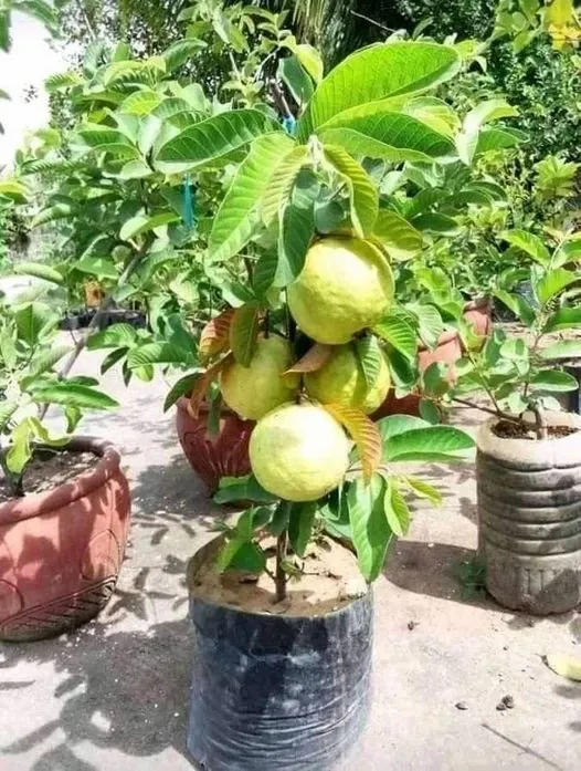 Guava Plant (Hybrid, Pack Of 1)