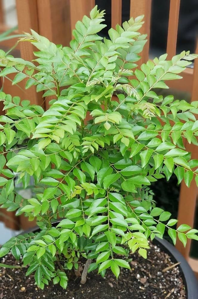 Curry Leaf Plant (Hybrid, Pack Of 1)