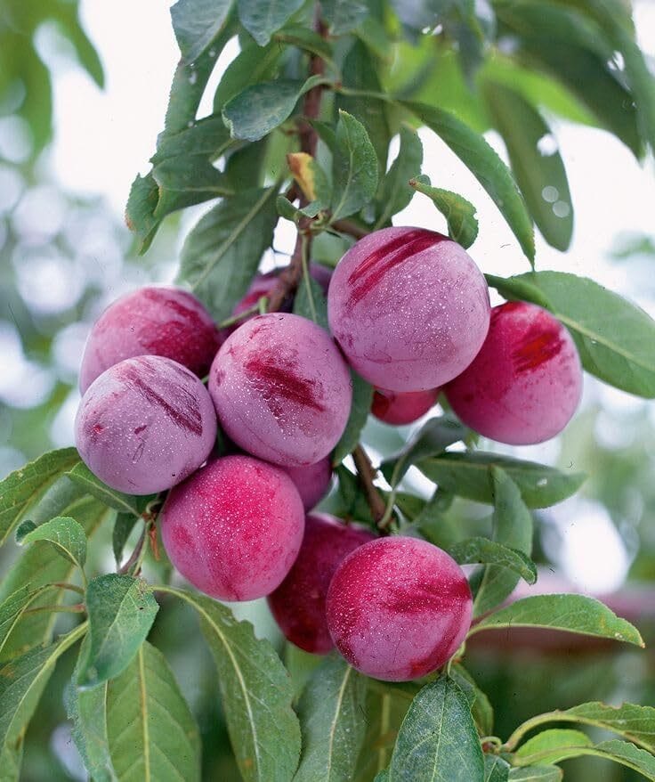 Hybrid Exotic Aloo Bukhara Plum Plant | For Home Garden