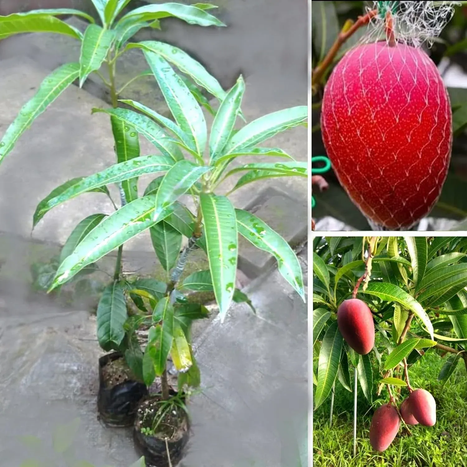 Grafted Miyazaki Mango Plant | Dwarf and Hybrid