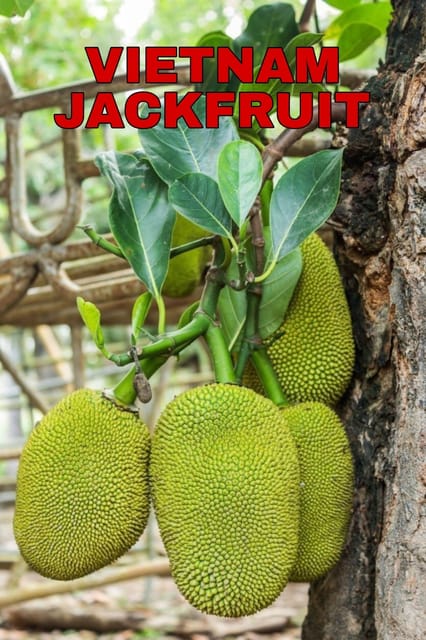 Vietnam Jackfruit Plant Hybrid - Big Size Grafted Plant